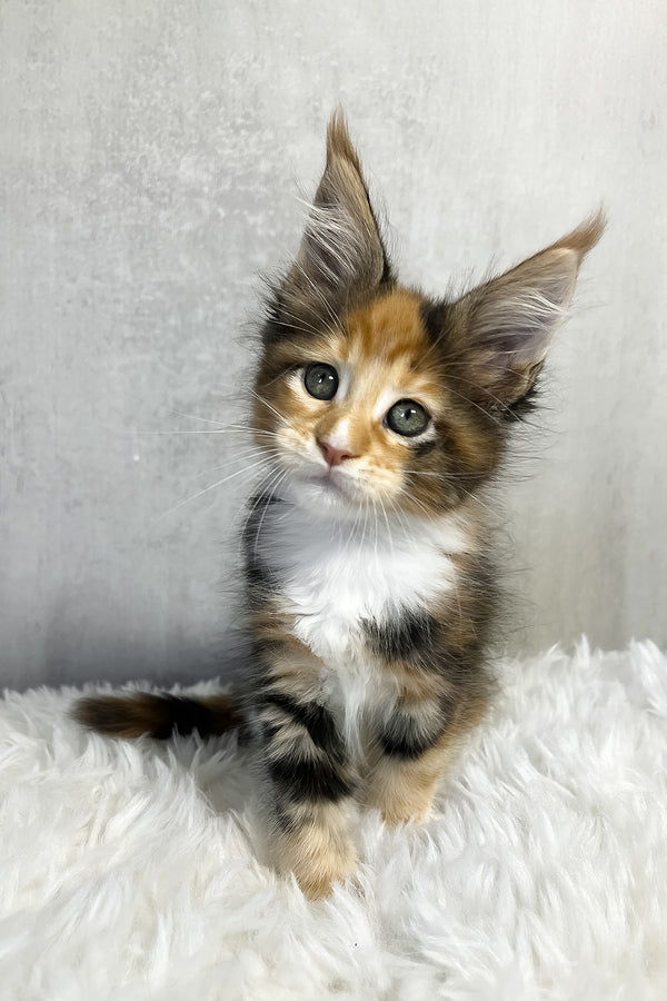 A fluffy tri-color maine coon kitten with striking green eyes and long ears sits on a soft white rug