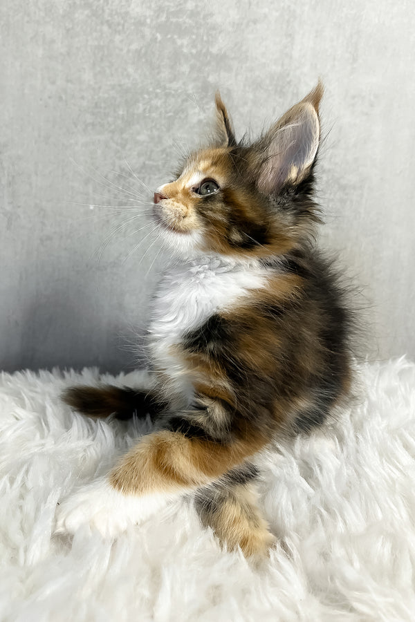 A fluffy tricolor maine coon kitten with white chest and paws sits on soft white rug showcasing purebred kitties coat color