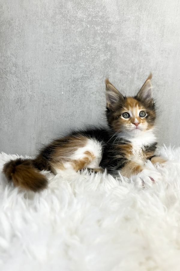 Paloma maine coon kitten with fluffy tri-color coat color and striking green eyes lounges on soft white rug purebred kitties