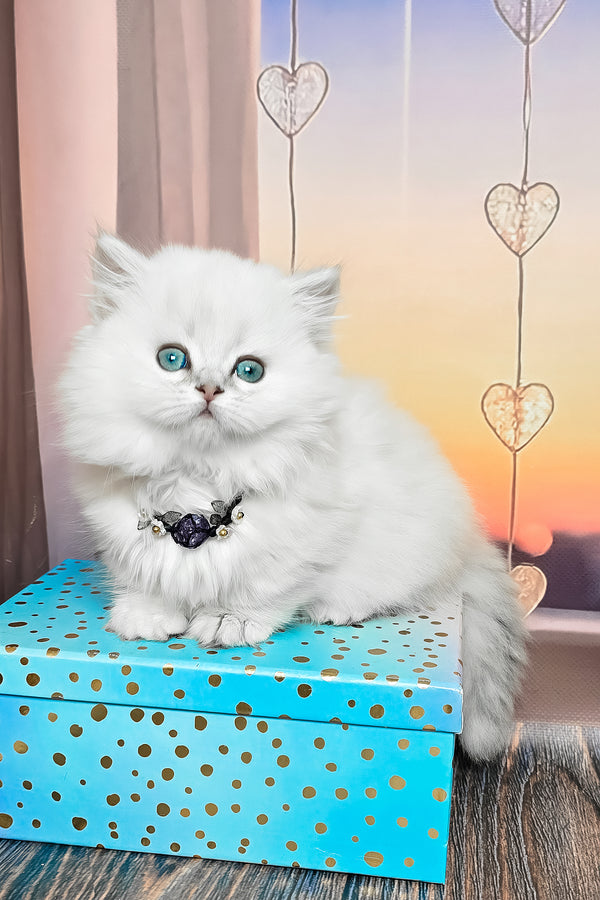 Pamela | Munchkin Longhair Kitten