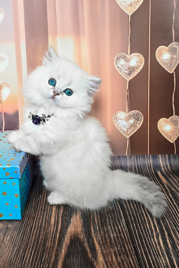 Pamela | Munchkin Longhair Kitten