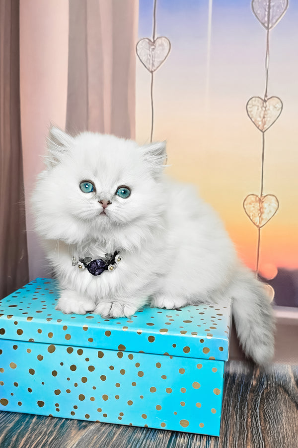 Pamela | Munchkin Longhair Kitten