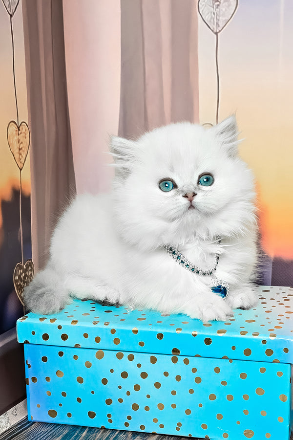Pamela | Munchkin Longhair Kitten