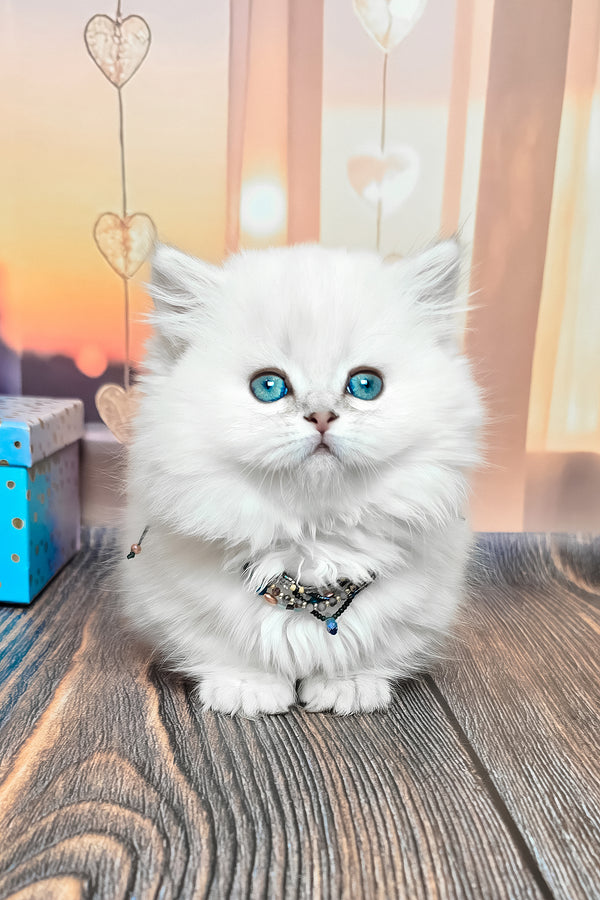 Pamela | Munchkin Longhair Kitten