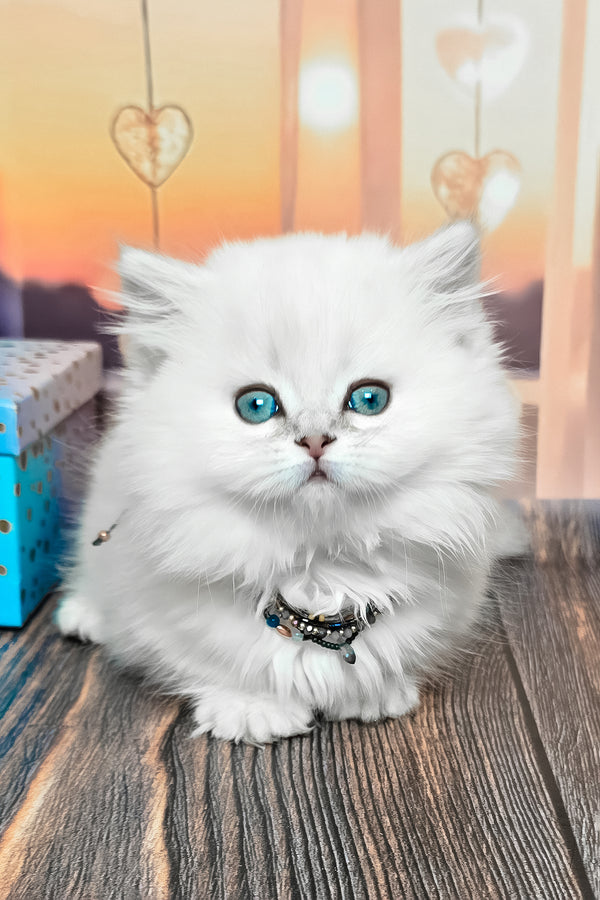 Pamela | Munchkin Longhair Kitten