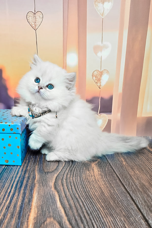 Pamela | Munchkin Longhair Kitten