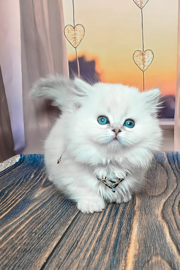 Pamela | Munchkin Longhair Kitten