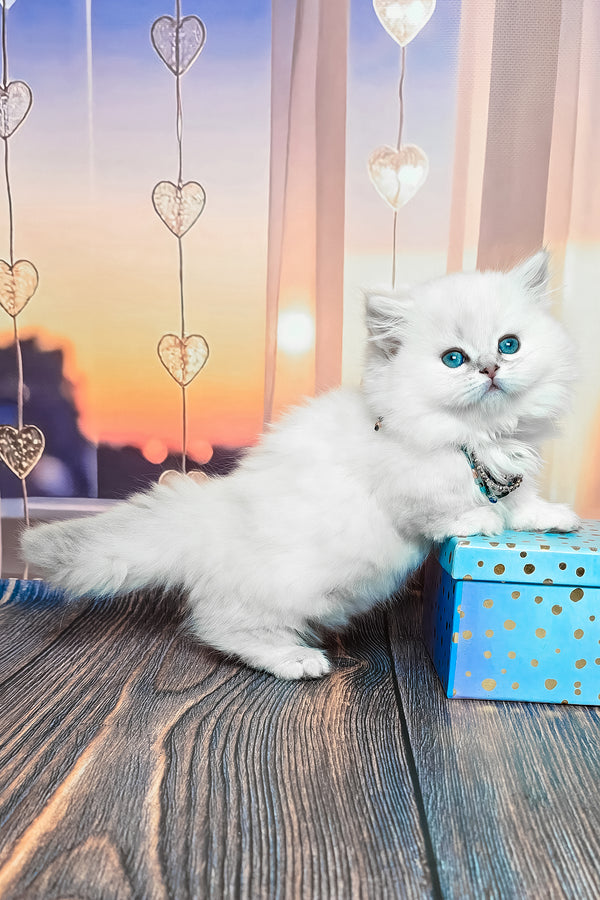 Pamela | Munchkin Longhair Kitten