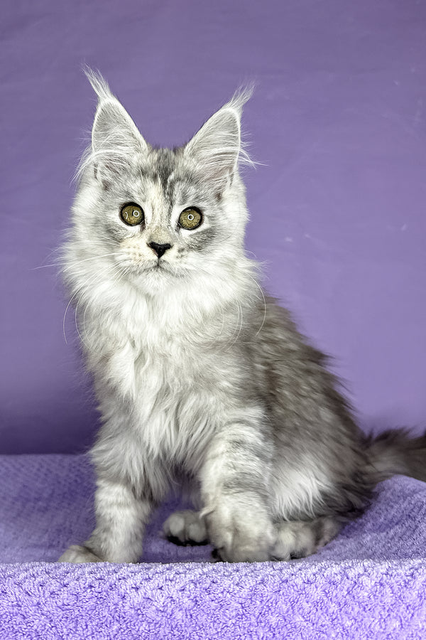 Pandora | Maine Coon Kitten