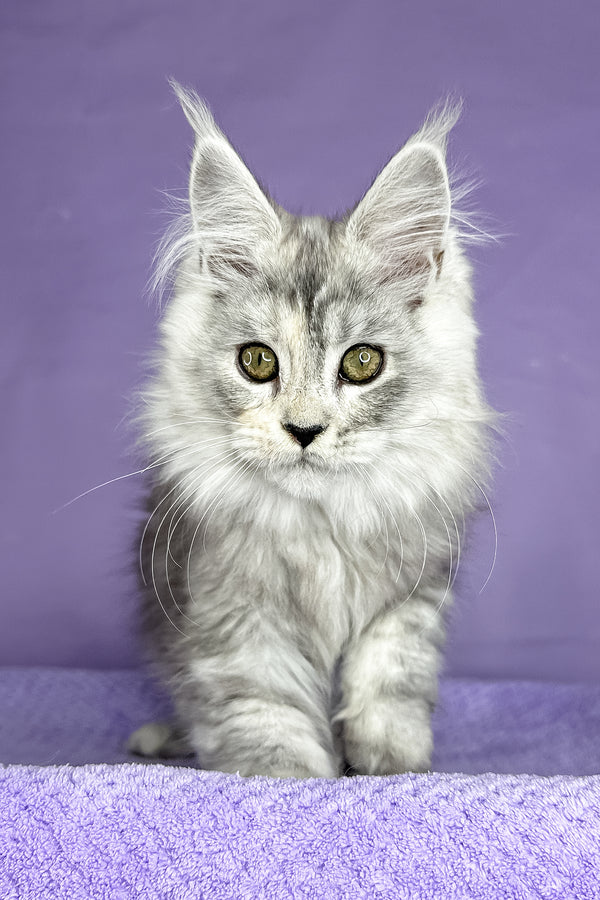 Pandora | Maine Coon Kitten