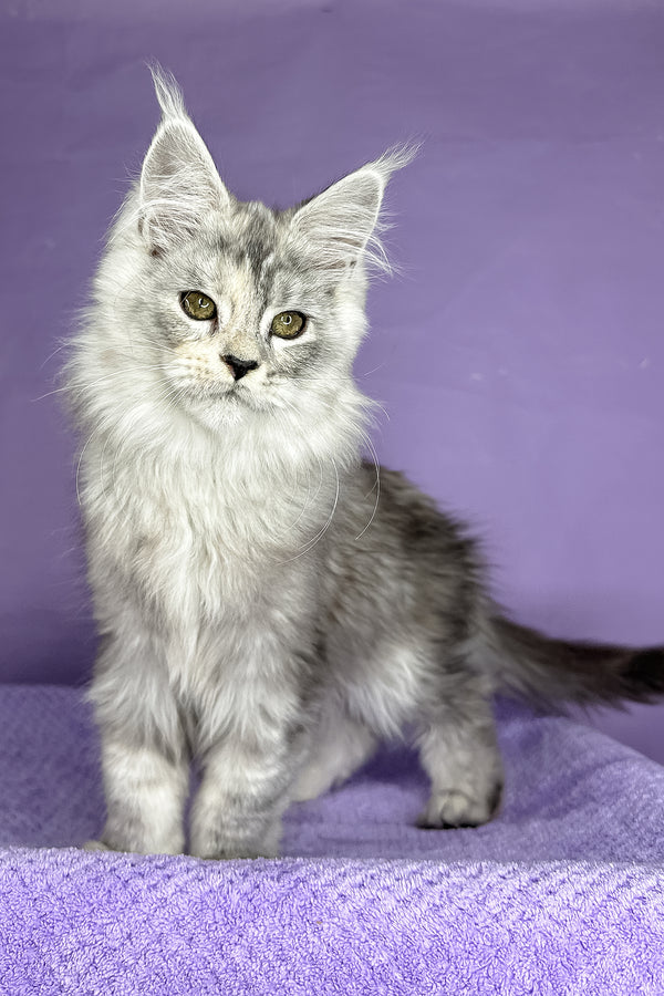 Pandora | Maine Coon Kitten
