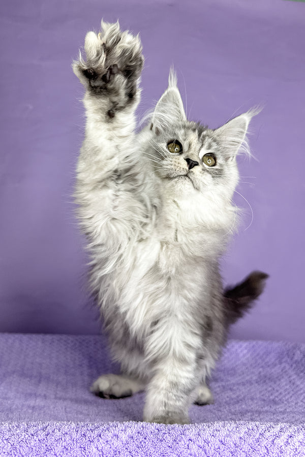 Pandora | Maine Coon Kitten