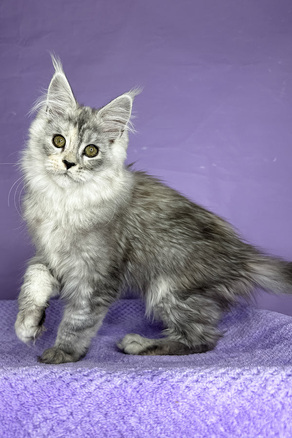 Pandora | Maine Coon Kitten