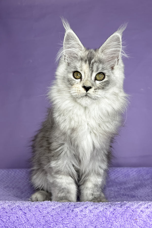 Pandora | Maine Coon Kitten