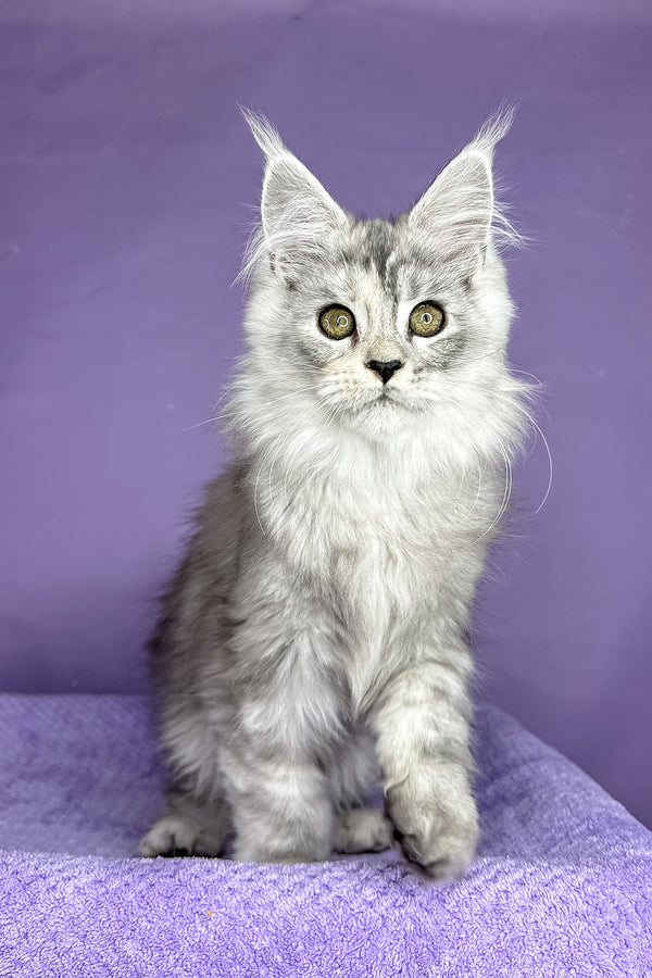 Pandora | Maine Coon Kitten