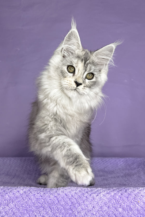 Pandora | Maine Coon Kitten