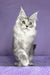 Pandora | Maine Coon Kitten