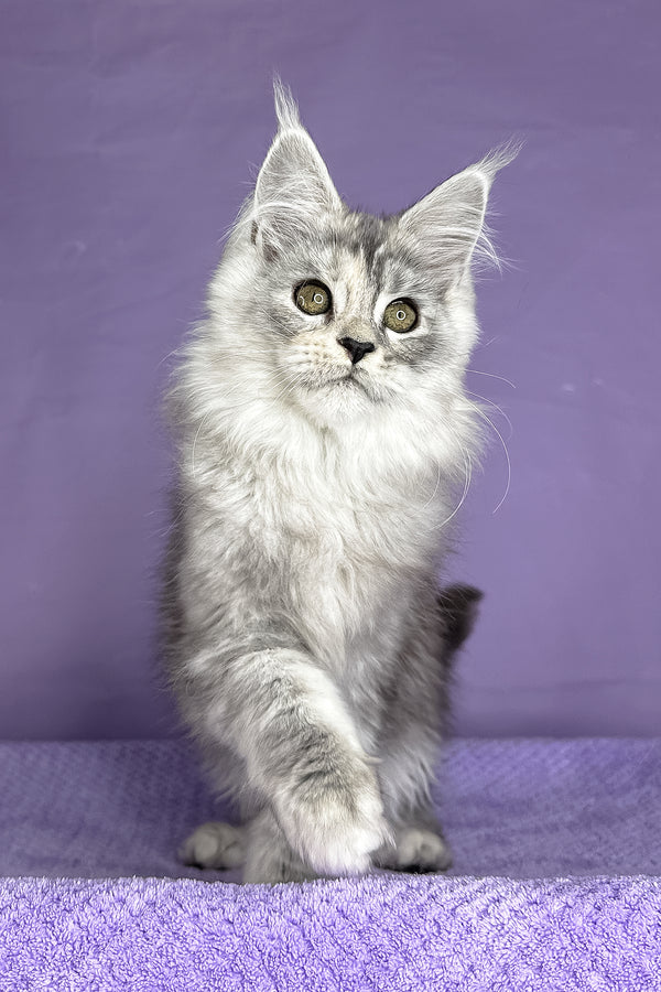 Pandora | Maine Coon Kitten