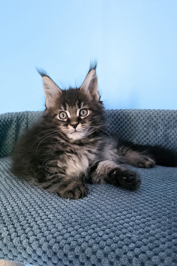 Patricia | Maine Coon Kitten