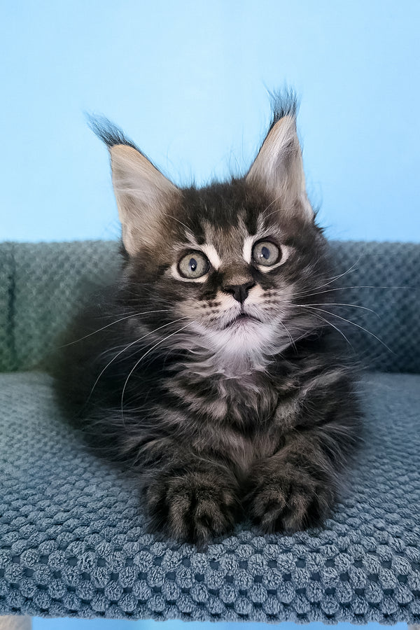 Patricia | Maine Coon Kitten