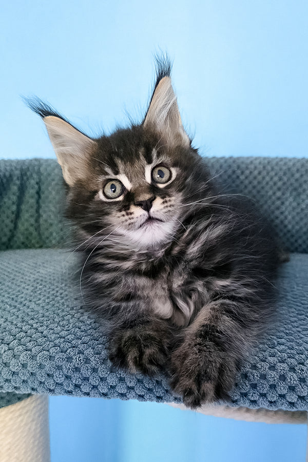 Patricia | Maine Coon Kitten