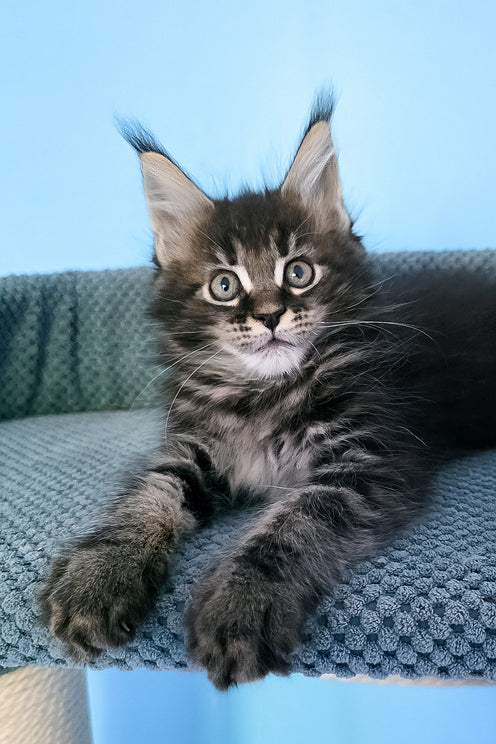 Patricia | Maine Coon Kitten