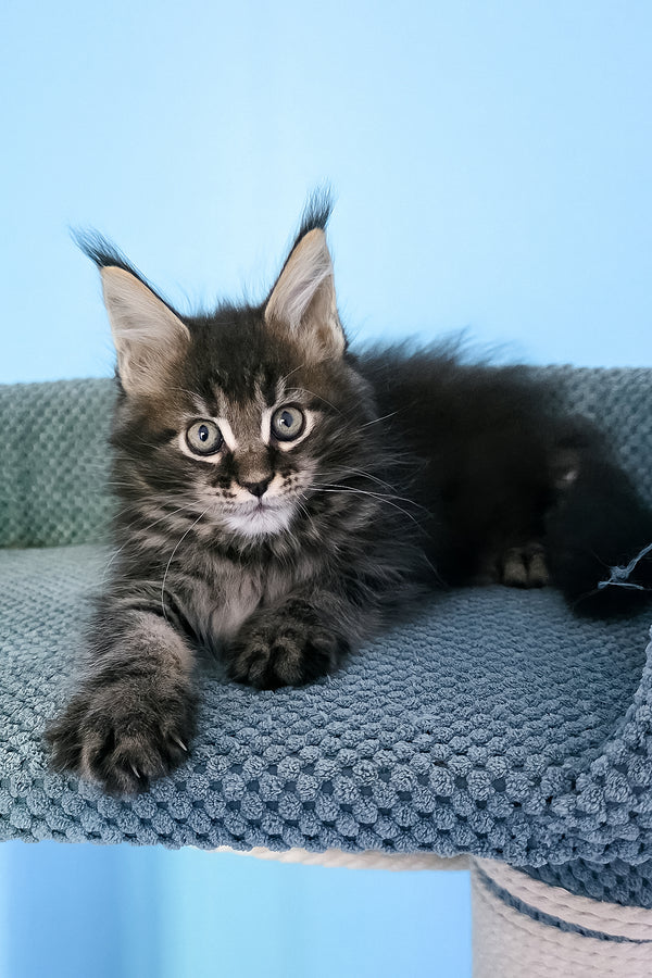 Patricia | Maine Coon Kitten
