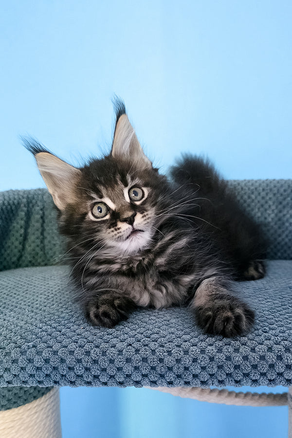 Patricia | Maine Coon Kitten