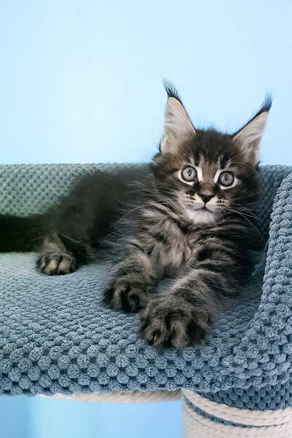 Patricia | Maine Coon Kitten