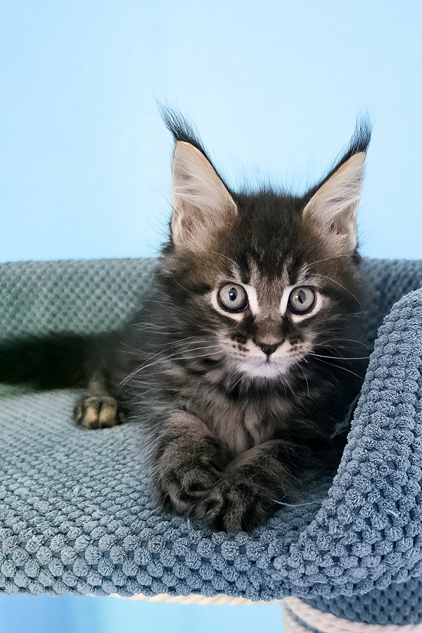 Patricia | Maine Coon Kitten