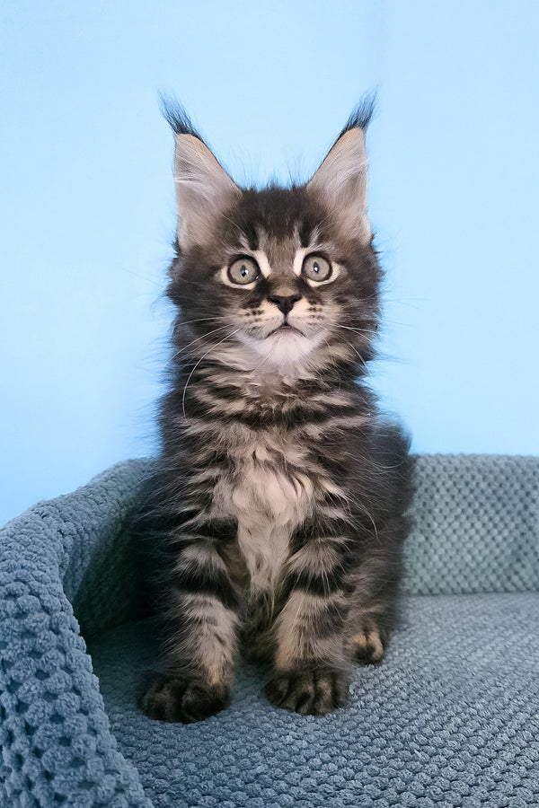 Patricia | Maine Coon Kitten
