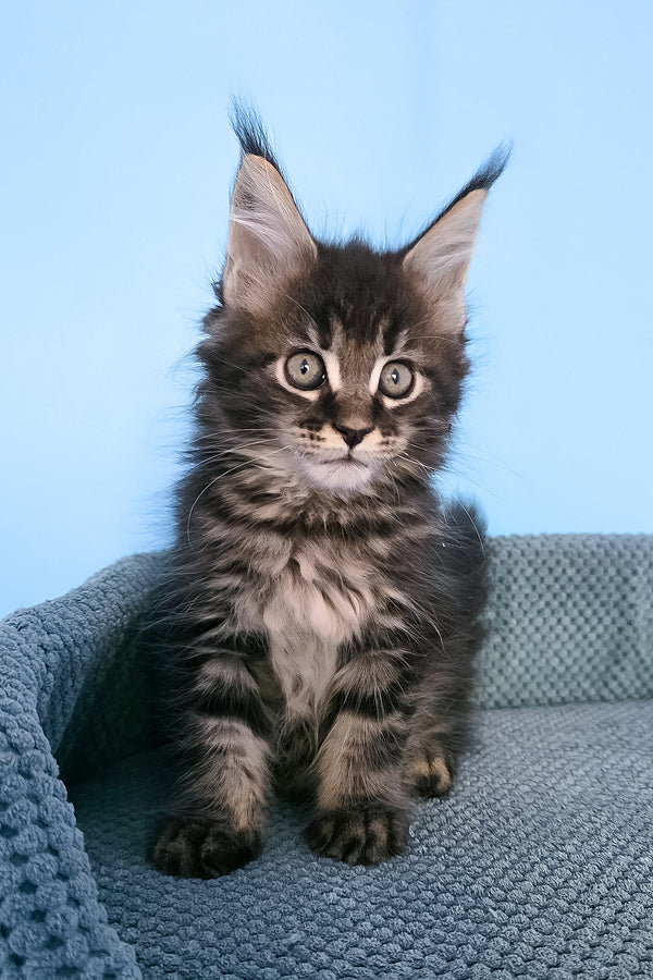 Patricia | Maine Coon Kitten