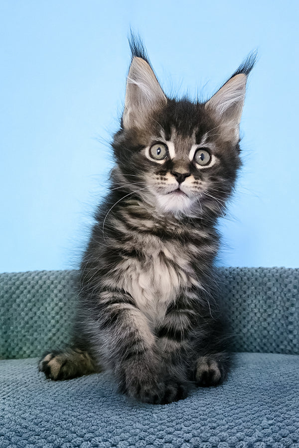 Patricia | Maine Coon Kitten
