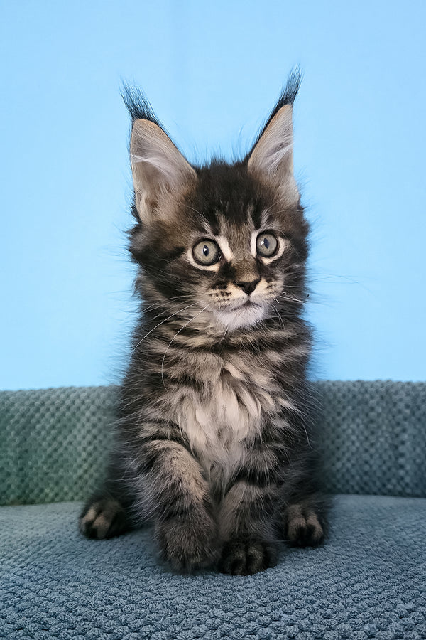 Patricia | Maine Coon Kitten