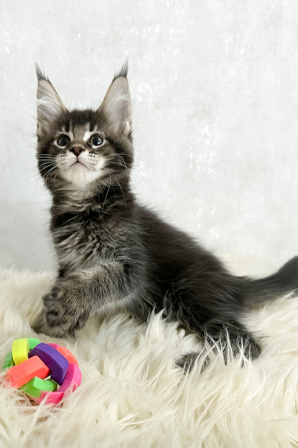 Patrik | Maine Coon Kitten