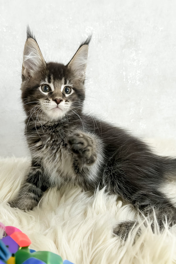 Patrik | Maine Coon Kitten