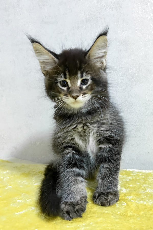 Patrik | Maine Coon Kitten