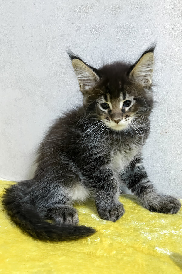 Patrik | Maine Coon Kitten