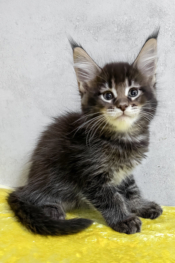 Patrik | Maine Coon Kitten