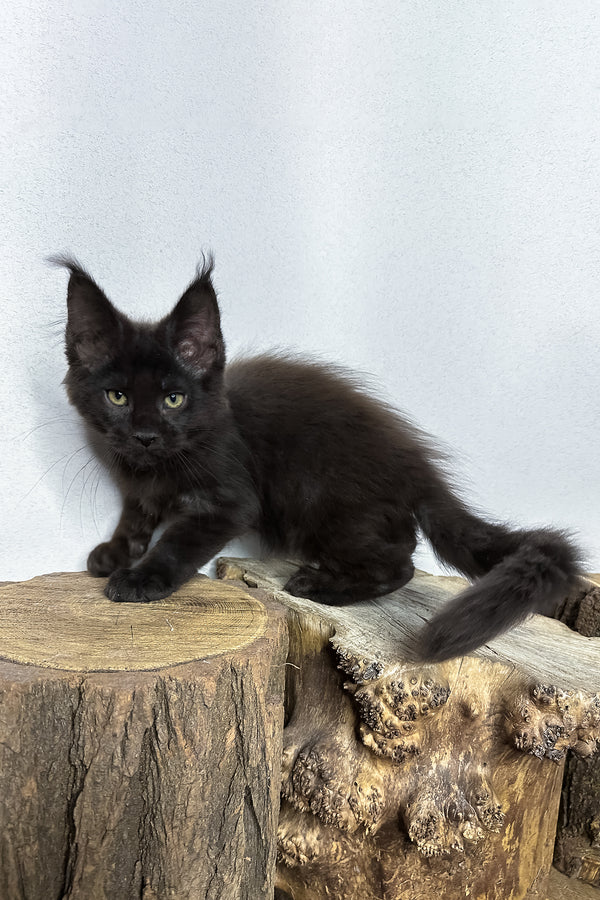 Patron | Maine Coon Kitten
