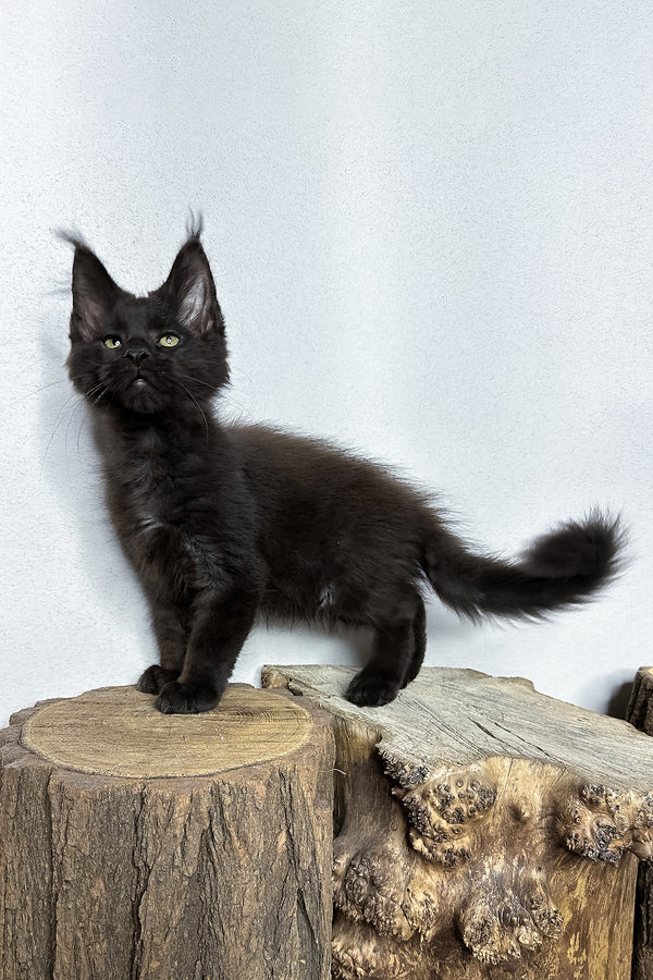 Patron | Maine Coon Kitten