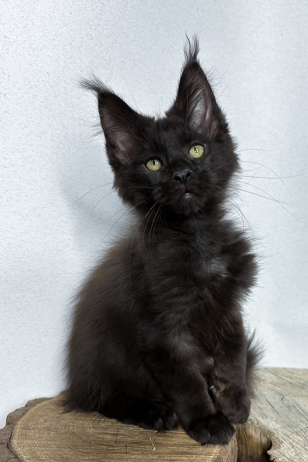 Patron | Maine Coon Kitten