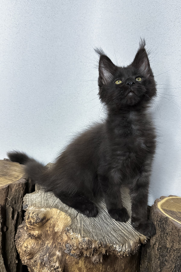 Patron | Maine Coon Kitten
