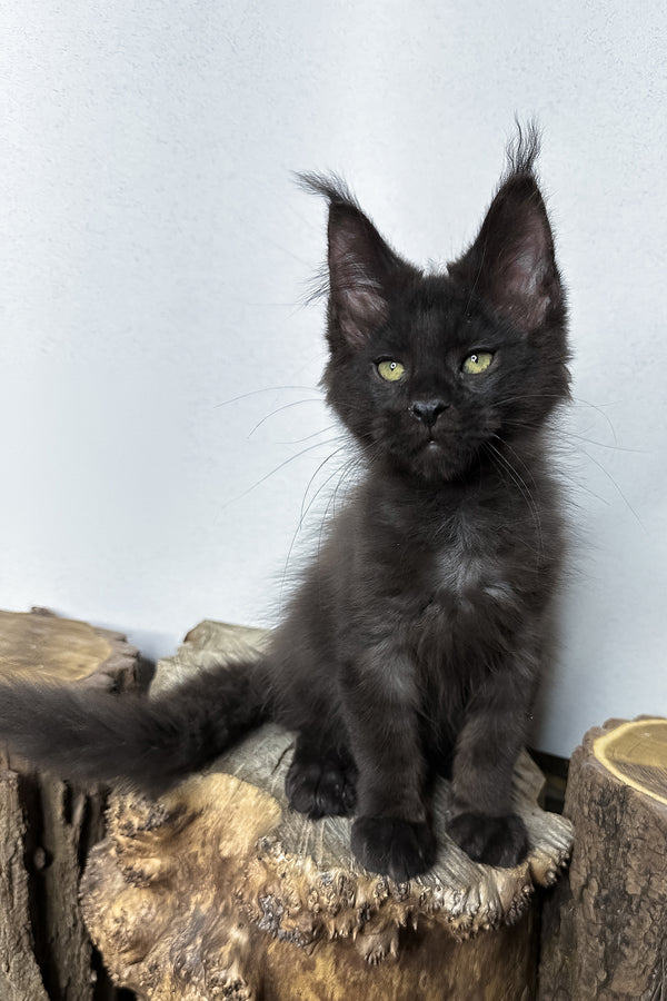 Patron | Maine Coon Kitten