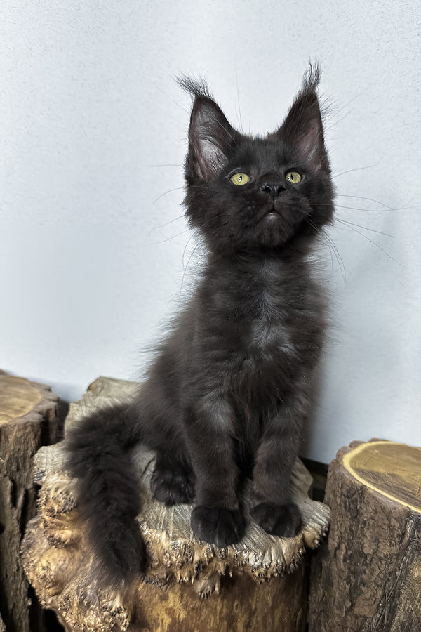Patron | Maine Coon Kitten