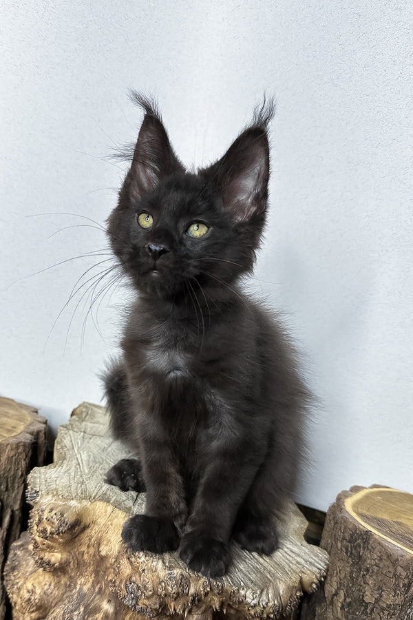 Patron | Maine Coon Kitten