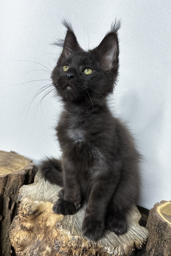 Patron | Maine Coon Kitten