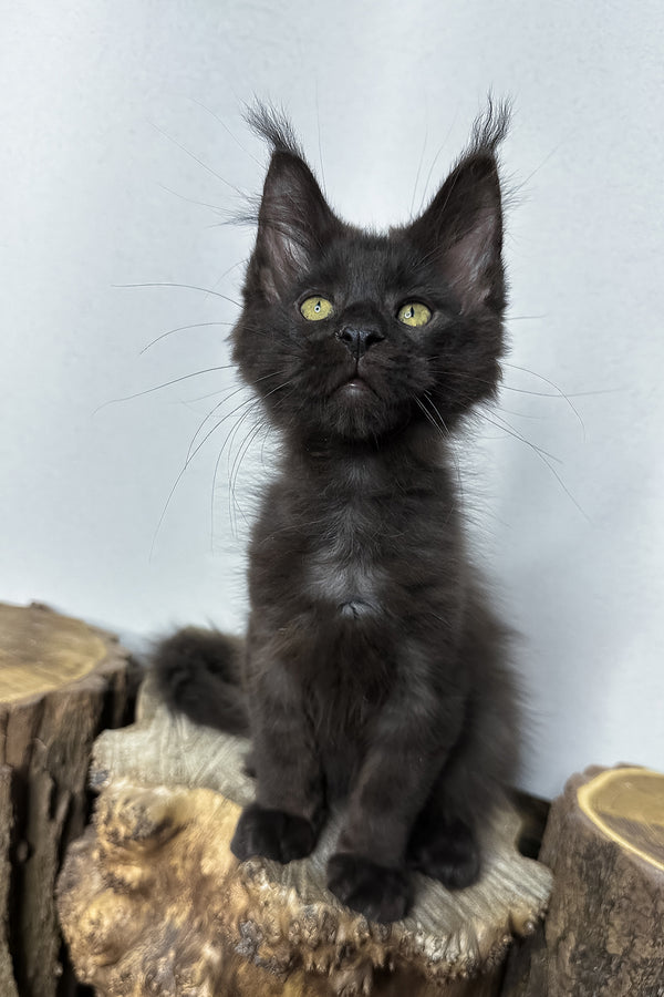 Patron | Maine Coon Kitten