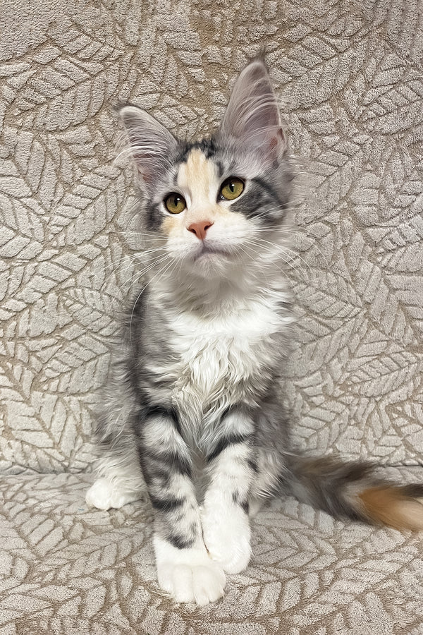 Piper | Maine Coon Kitten