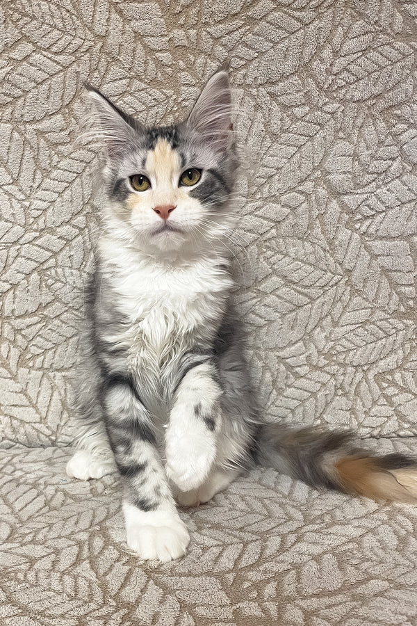 Piper | Maine Coon Kitten